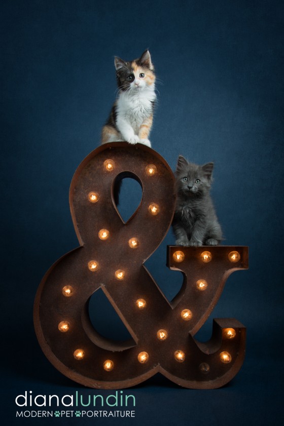 Photo 22 by Diana Lundin for Pet Photography