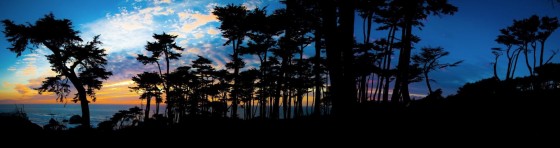 Sutro Trees