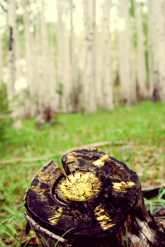 Photo 24 by Dream Lenz Photography for Mother nature