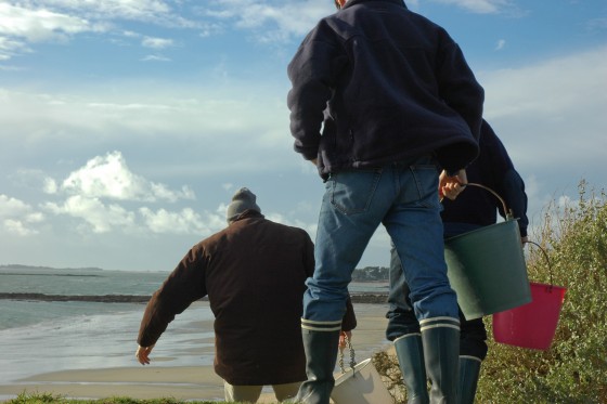 Oyster-Catching in Brittany, France