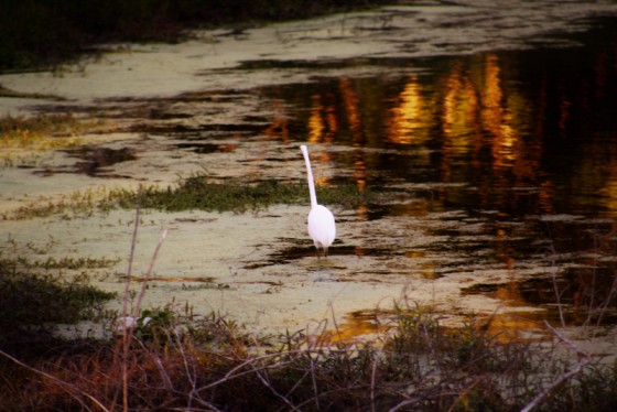 Photo 2 by True Vision Media for Nature
