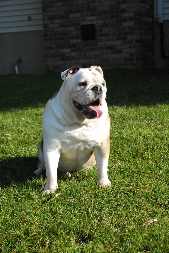 Photo 118 by Roy Caratozzolo for Pet Photography