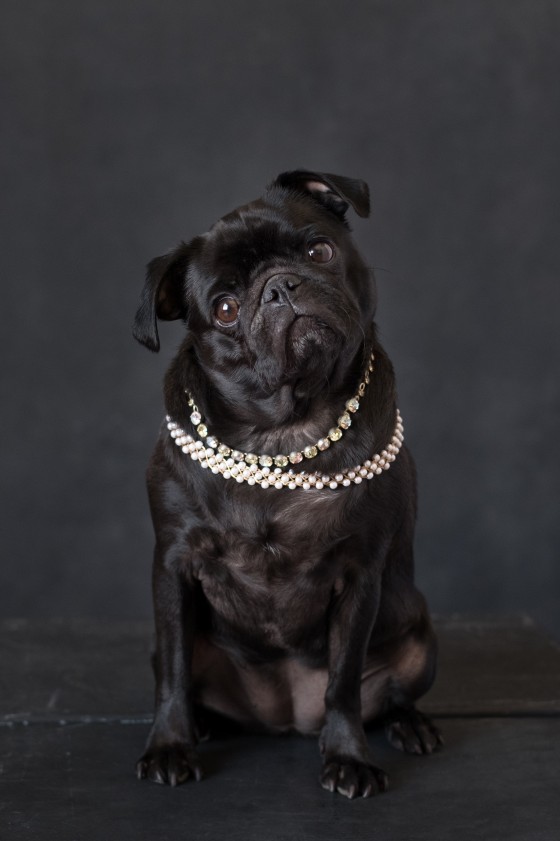 Photo 13 by Diana Lundin for Pet Photography