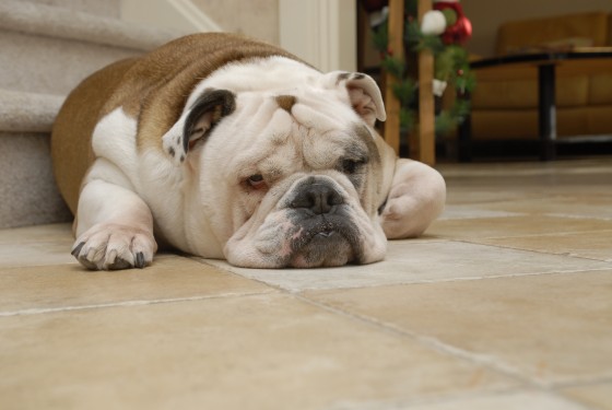 Photo 68 by Roy Caratozzolo for Pet Photography