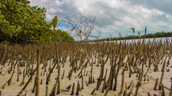 Baby Mangroves