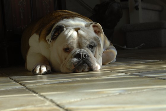 Photo 63 by Roy Caratozzolo for Pet Photography