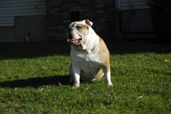 Photo 90 by Roy Caratozzolo for Pet Photography