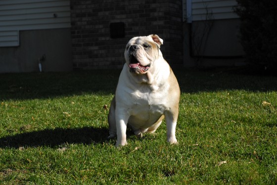 Photo 88 by Roy Caratozzolo for Pet Photography