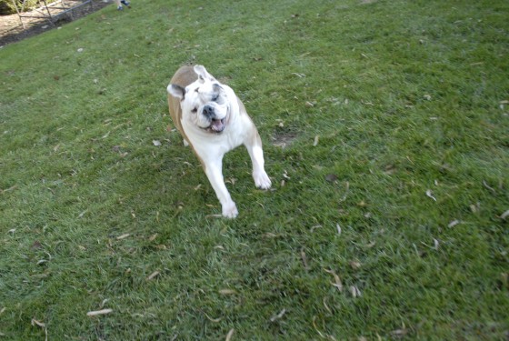 Photo 82 by Roy Caratozzolo for Pet Photography