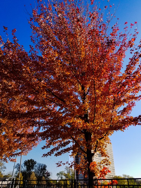 Fall or Spring