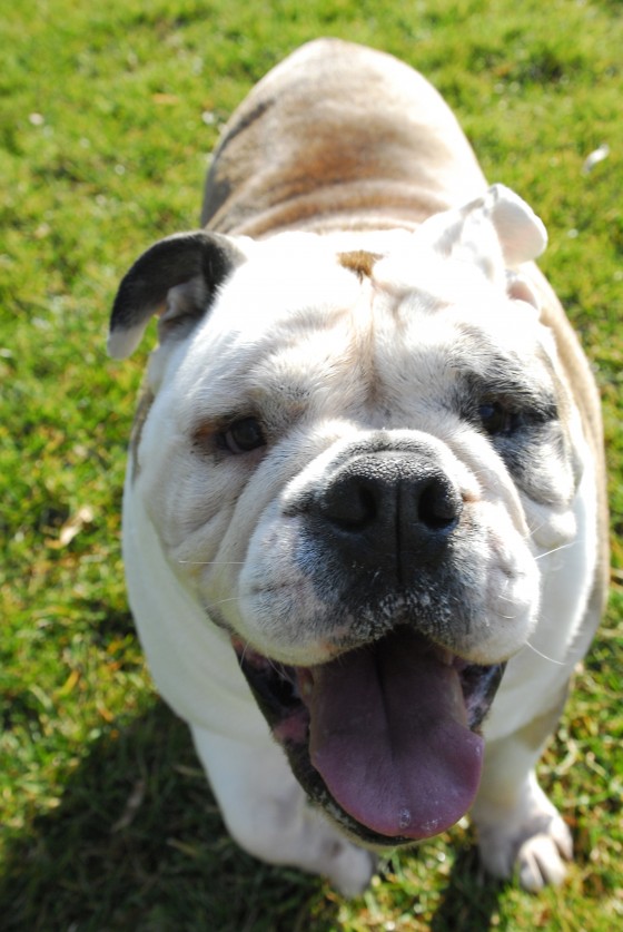 Photo 102 by Roy Caratozzolo for Pet Photography