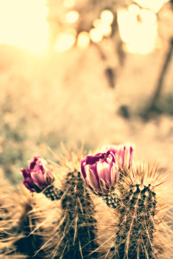 Photo 0 by Dream Lenz Photography for Mother nature