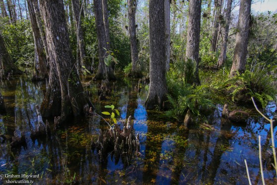 Clyde Butcher's place in the Big Cypress Preserve.
What a beautiful spot.