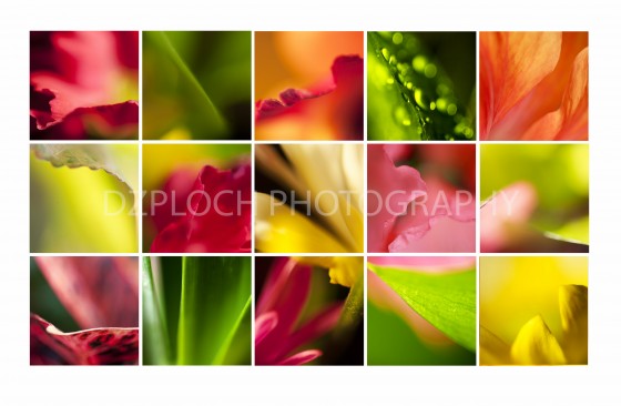 Photo 0 by Kyleen DzPloch for Fine Art Portfolio