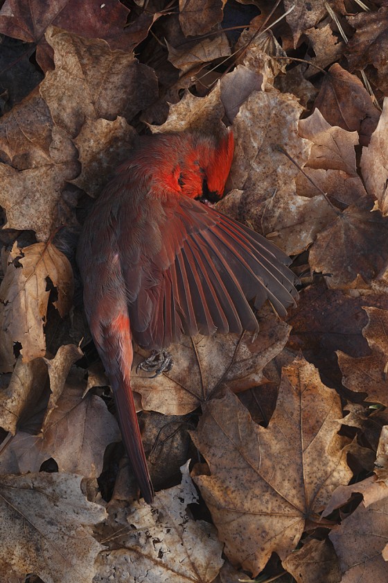 Cardinal