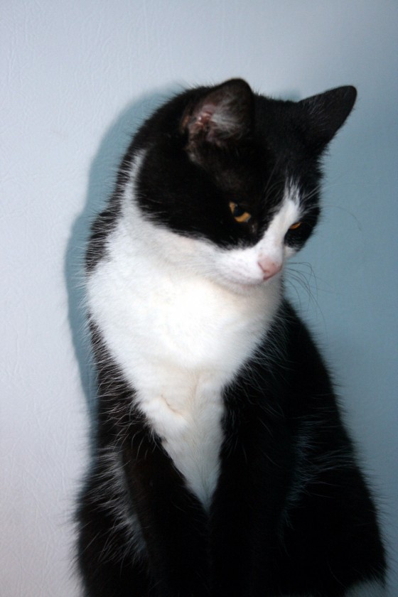 Pose