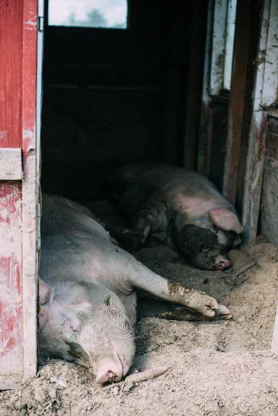 Photo 3 by for Animals