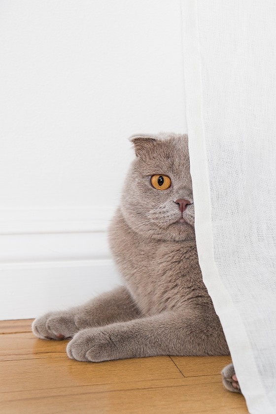 Photo 3 by Diana Lundin for Pet Photography