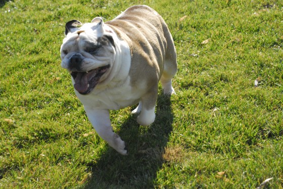 Photo 87 by Roy Caratozzolo for Pet Photography
