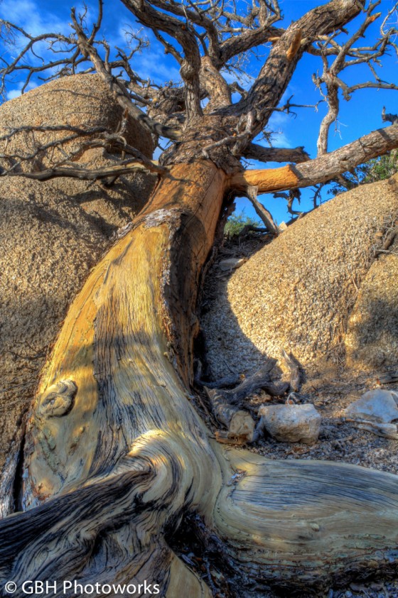 Joshua Tree National Park