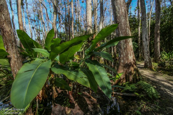 Naples Botanical gardens, Naples Florida