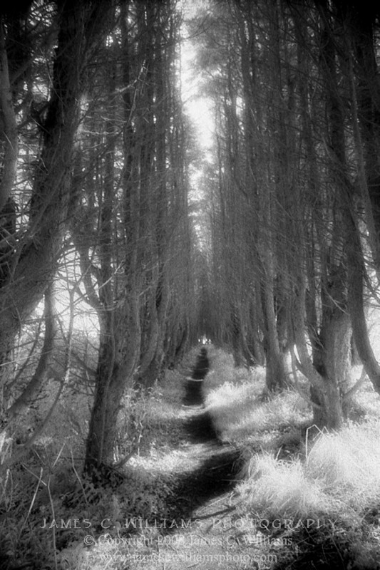 Path To Madron Well
Madron, Cornwall, England
Infrared Film, 2009