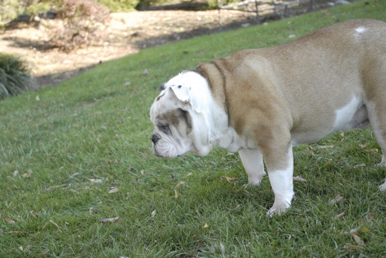 Photo 84 by Roy Caratozzolo for Pet Photography