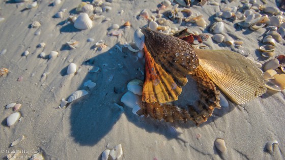 Photo 45 by Graham Hayward for General Photography