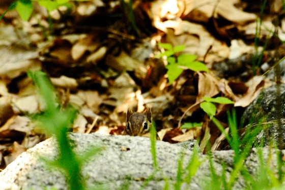 Photo 2 by Roy Caratozzolo for Pet Photography