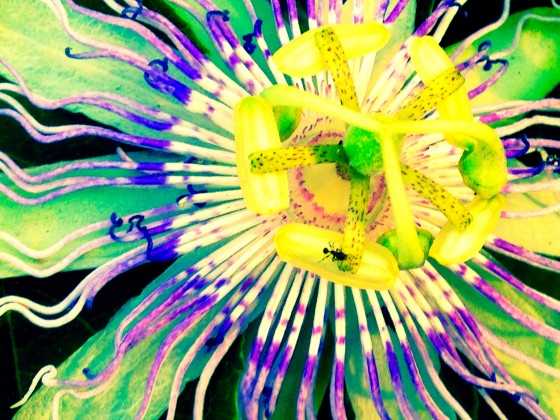 Photo 7 by Amy Jackson Karmalized Pictures for Interests