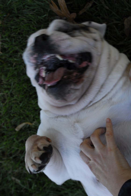 Photo 115 by Roy Caratozzolo for Pet Photography