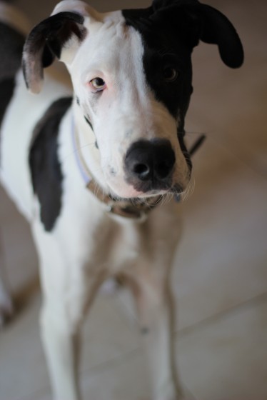 Photo 3 by HH Media for Pet shots