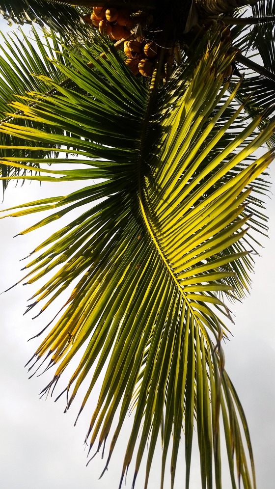 Palm Leaf