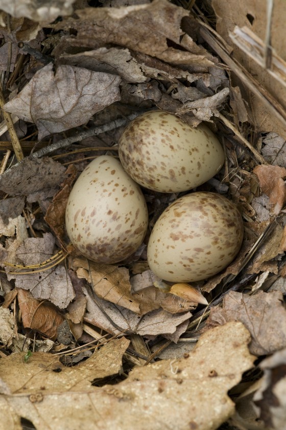 Woodcock nest