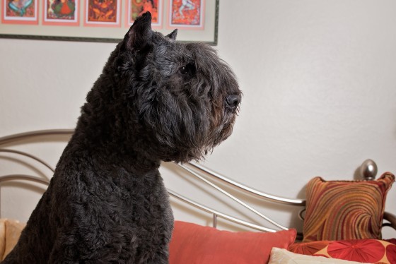 Photo 15 by Diana Lundin for Pet Photography