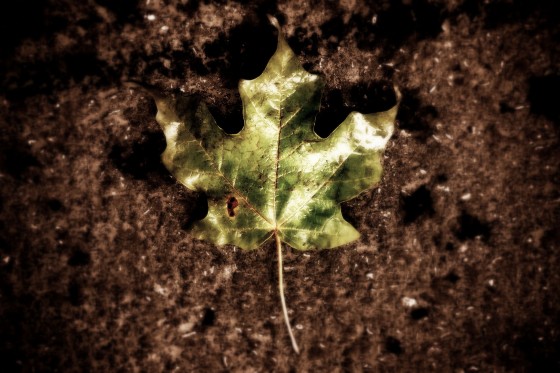 Photo 22 by Dream Lenz Photography for Mother nature