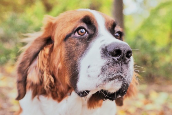 Photo 20 by Retrospect Designs for Pets