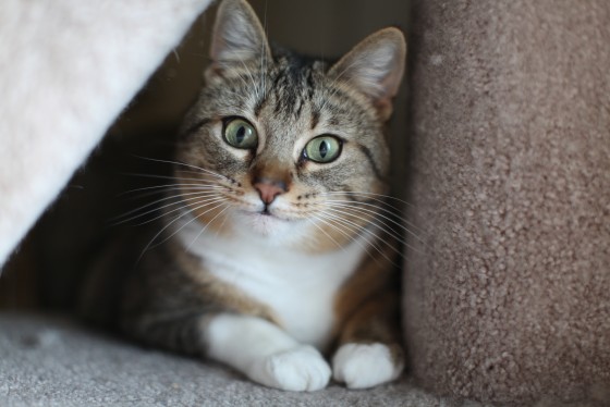 Photo 28 by Retrospect Designs for Pets