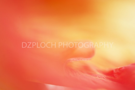 Photo 1 by Kyleen DzPloch for Fine Art Portfolio