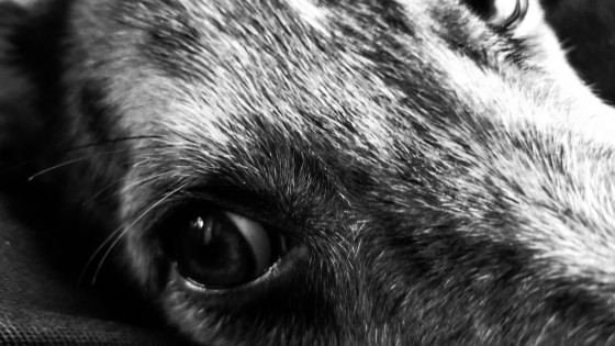 A Canine View 1