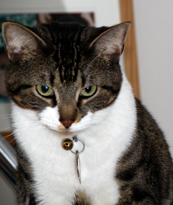 Meow!
