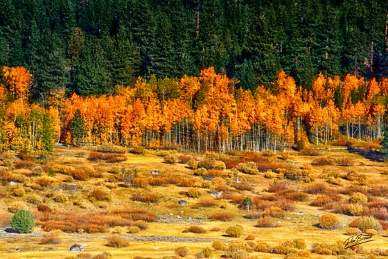 Hope Valley
Along the West Fork of Carson River Hiwy 88