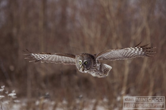 Great Grey Owl