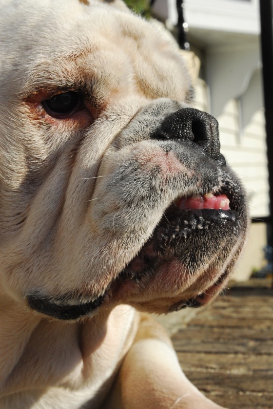 Photo 100 by Roy Caratozzolo for Pet Photography