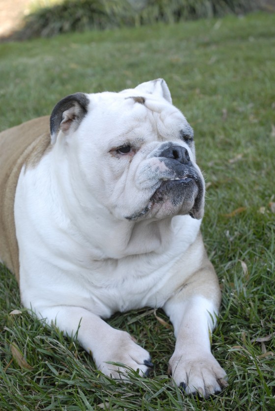 Photo 113 by Roy Caratozzolo for Pet Photography