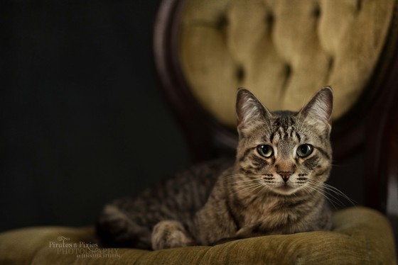Photo 4 by for Animals