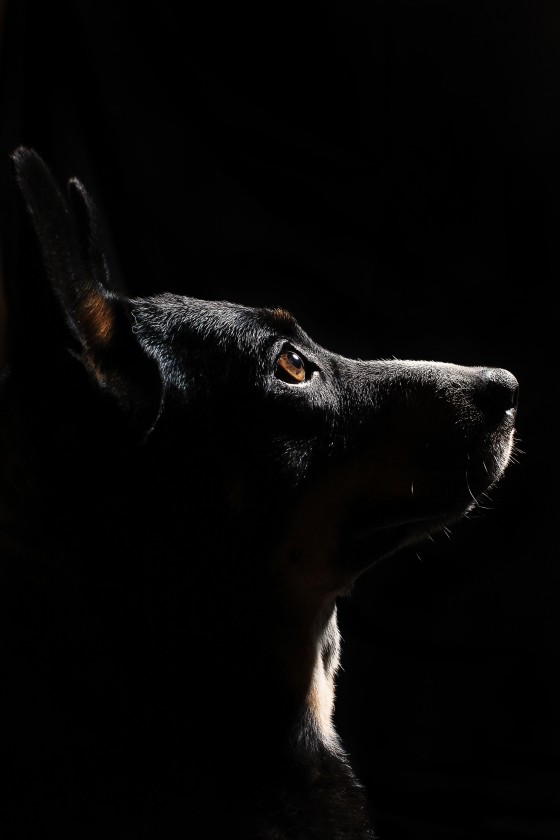 Photo 6 by Retrospect Designs for Pets