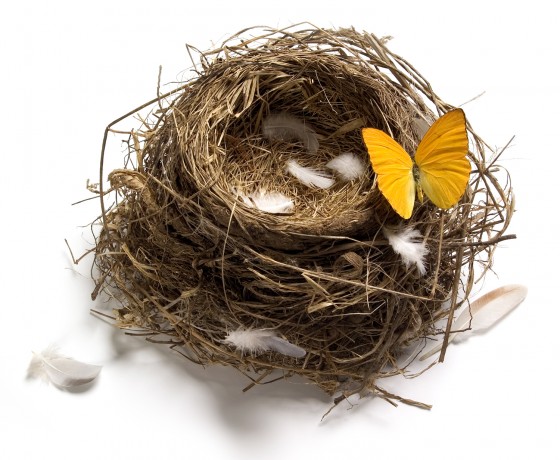 Nest