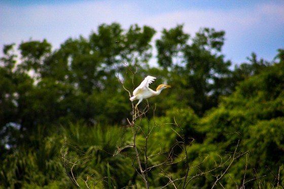 Photo 1 by True Vision Media for Nature