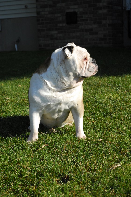 Photo 116 by Roy Caratozzolo for Pet Photography